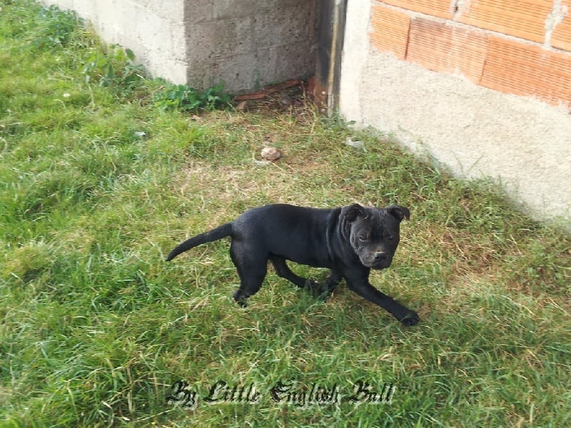 Hija de la luna The Little English Bull