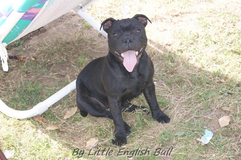 Hija de la luna The Little English Bull