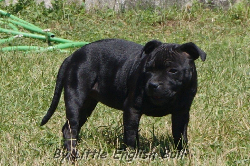 Hija de la luna The Little English Bull