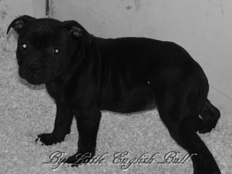 Hija de la luna The Little English Bull