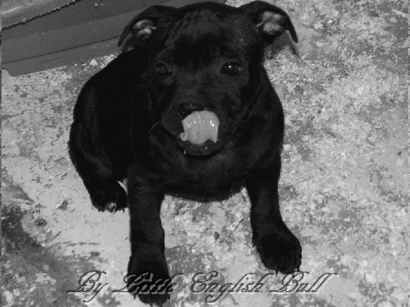 Hija de la luna The Little English Bull