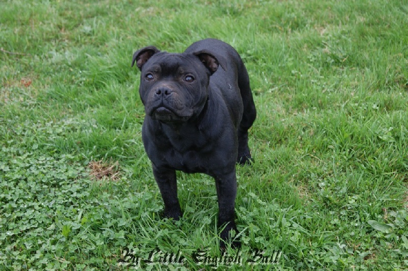 Hija de la luna The Little English Bull