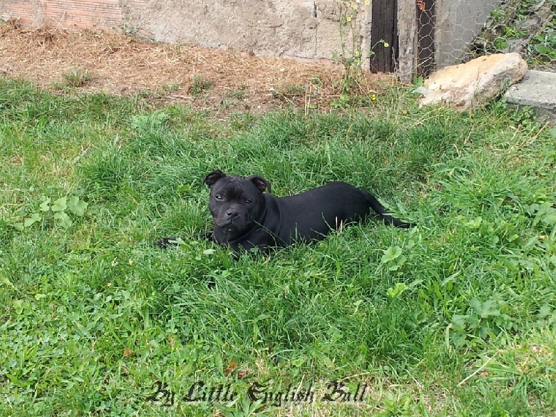 Hija de la luna The Little English Bull