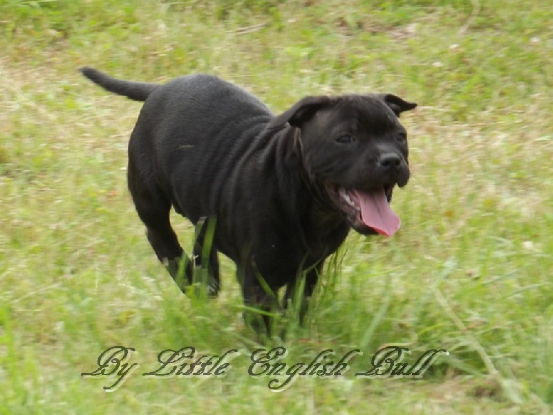 Hija de la luna The Little English Bull