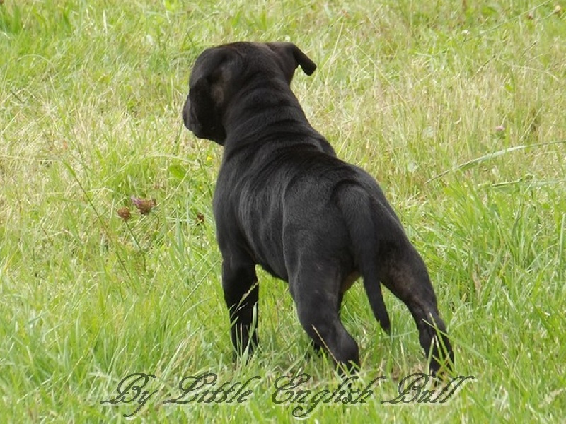 Hija de la luna The Little English Bull