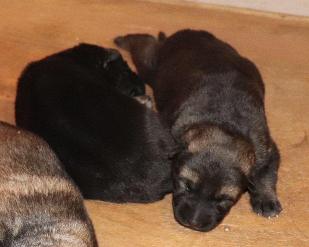 Chiot Berger Allemand 1 Femelle Noir Et Feu Femelle