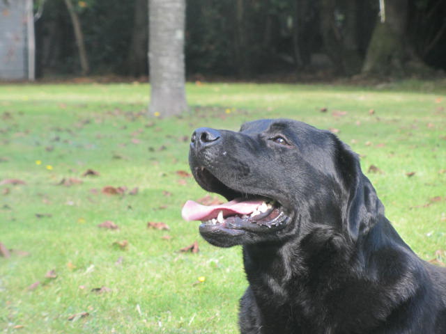 Gabin du Domaine des Rives de l'Erdre