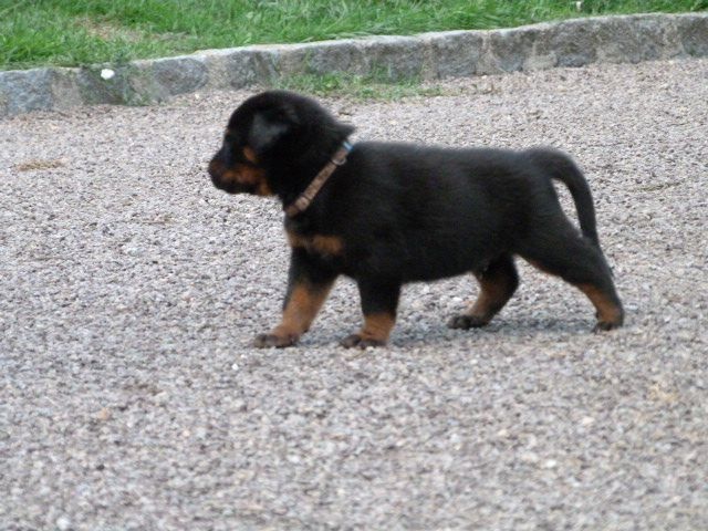 Chien De Berger Noir Et Marron