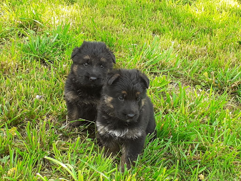 Chiot Berger allemand, CHIOT noir et feu poils court , mâle disponible