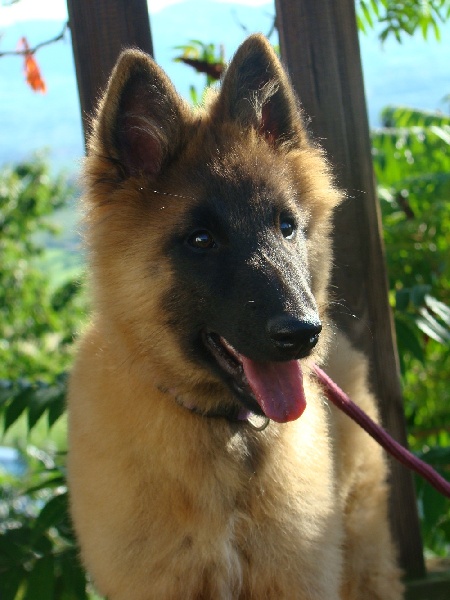 Chiot Elevage Des Canis Du Brabant Eleveur De Chiens Berger Belge Tervueren