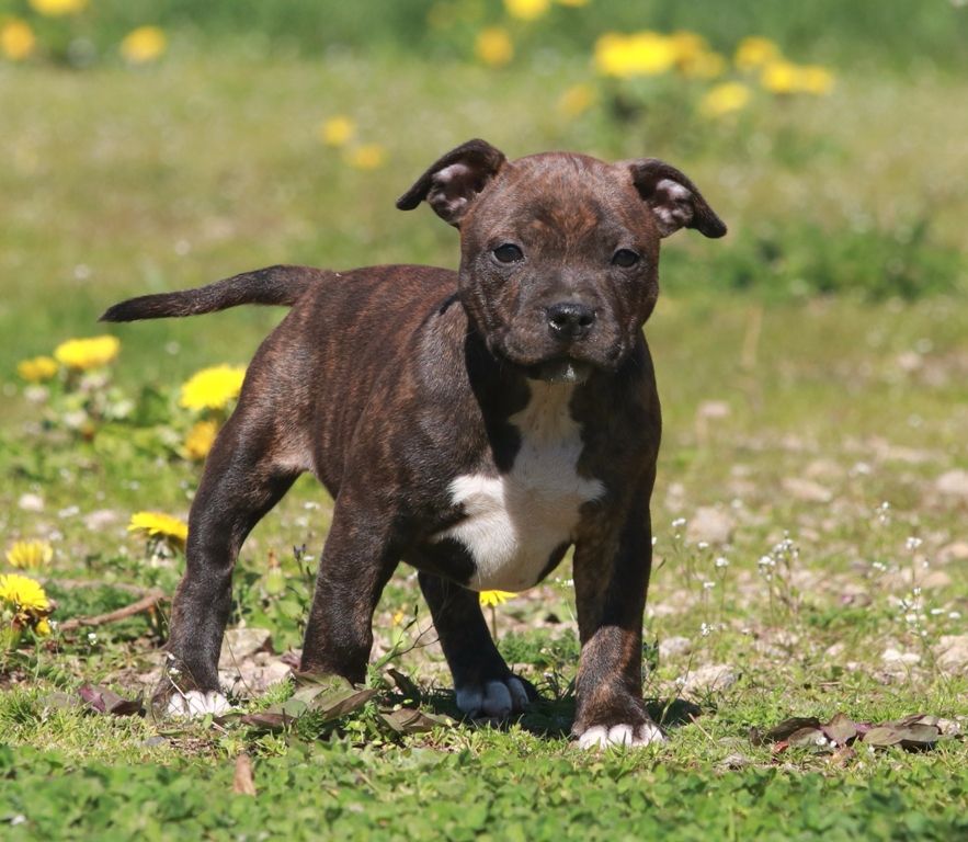 Chiot Elevage Du Domaine Des Collines Blanches Eleveur De Chiens Staffordshire Bull Terrier