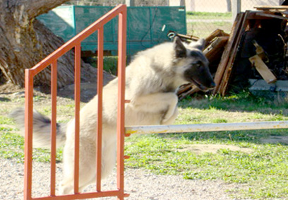 Chanel de la Croix Aux Chevaux