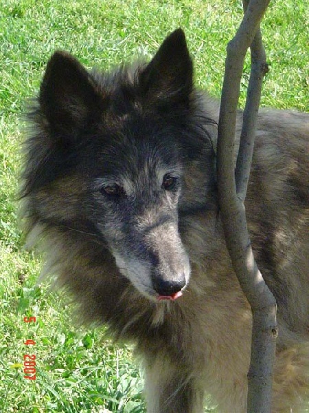 Mascotte de la Croix Aux Chevaux