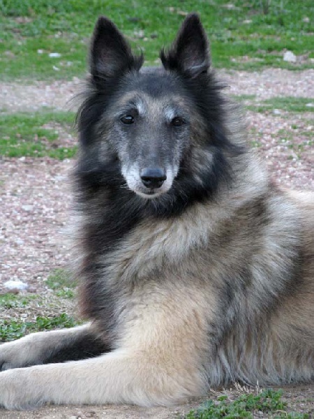 Melba de la Croix Aux Chevaux