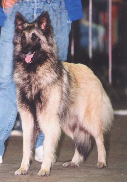 Mascotte de la Croix Aux Chevaux