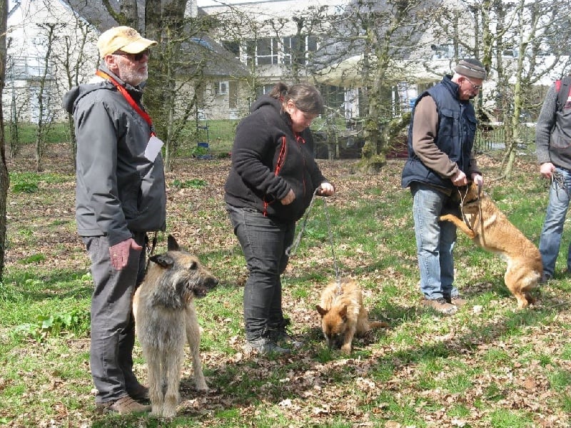 Jericho de la Croix Aux Chevaux