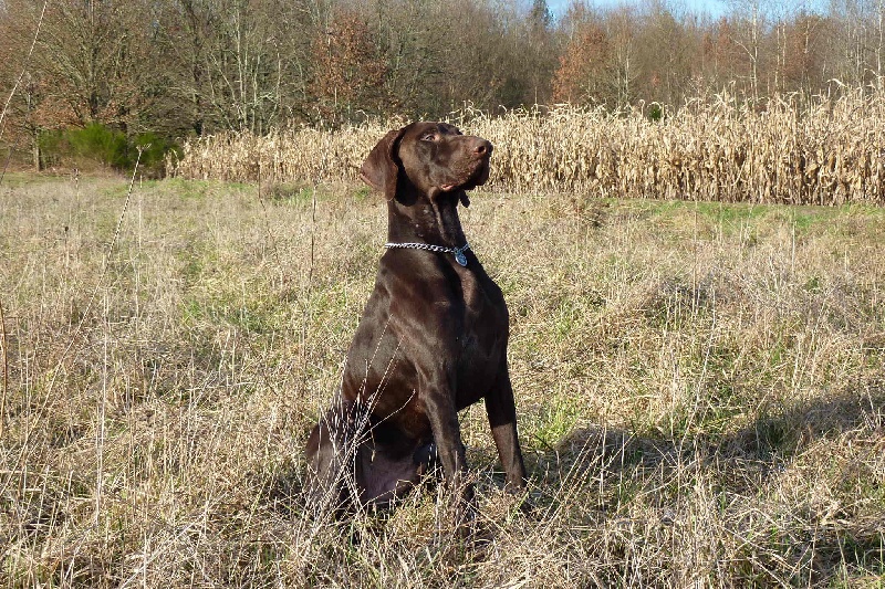 Fargo Du chant des oiseaux