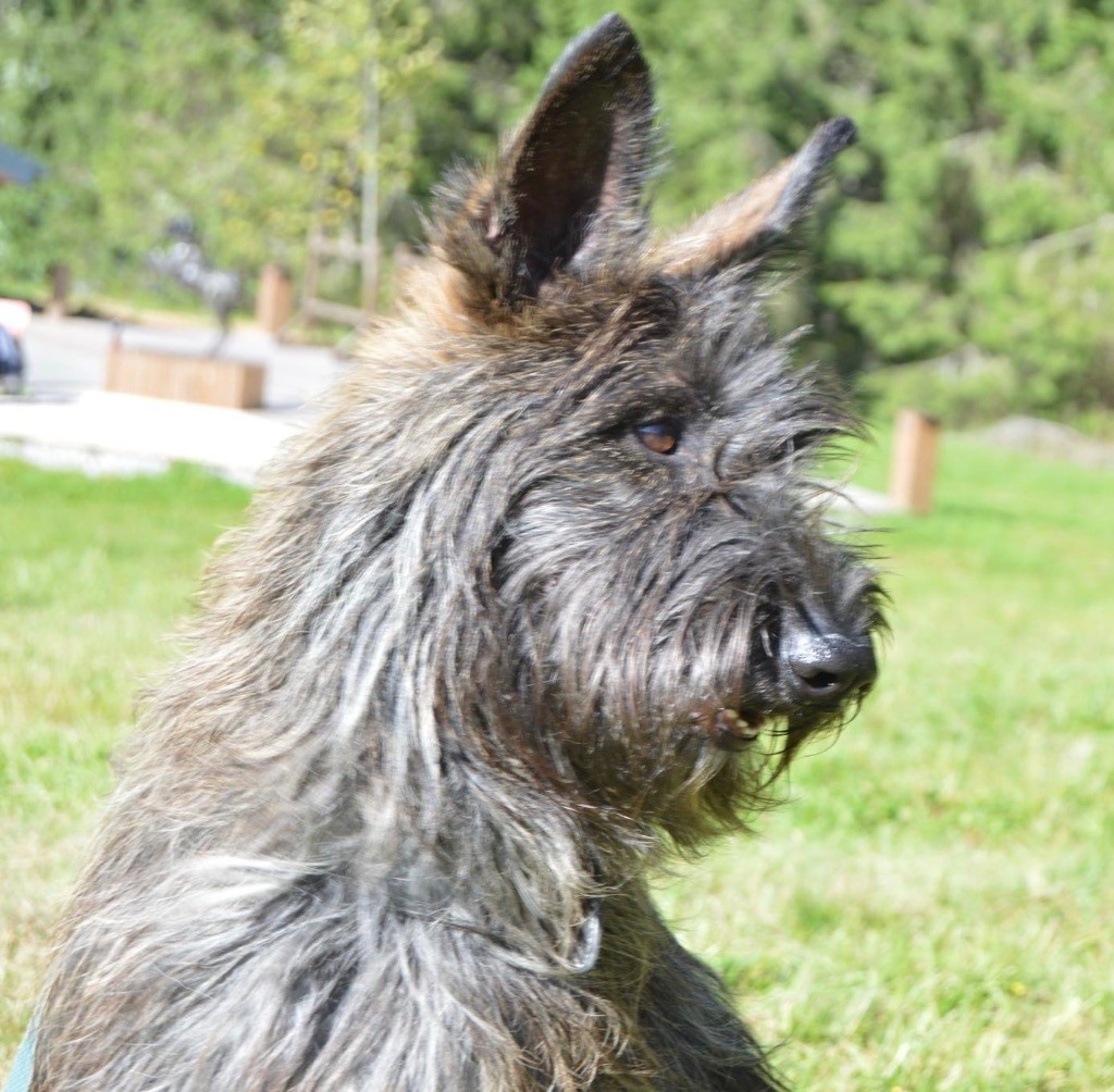 Thor de la vallée de Creve Coeur