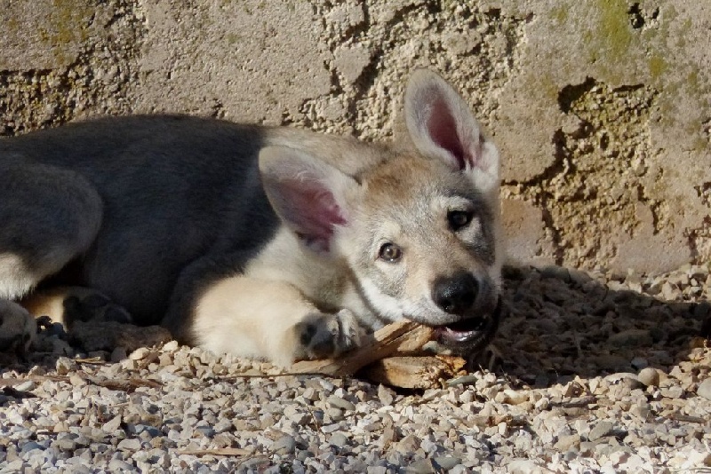 Chiot Elevage Des Terres Deriador Eleveur De Chiens