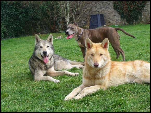 Accueil Elevage Dangéli Fée Eleveur De Chiens Chien