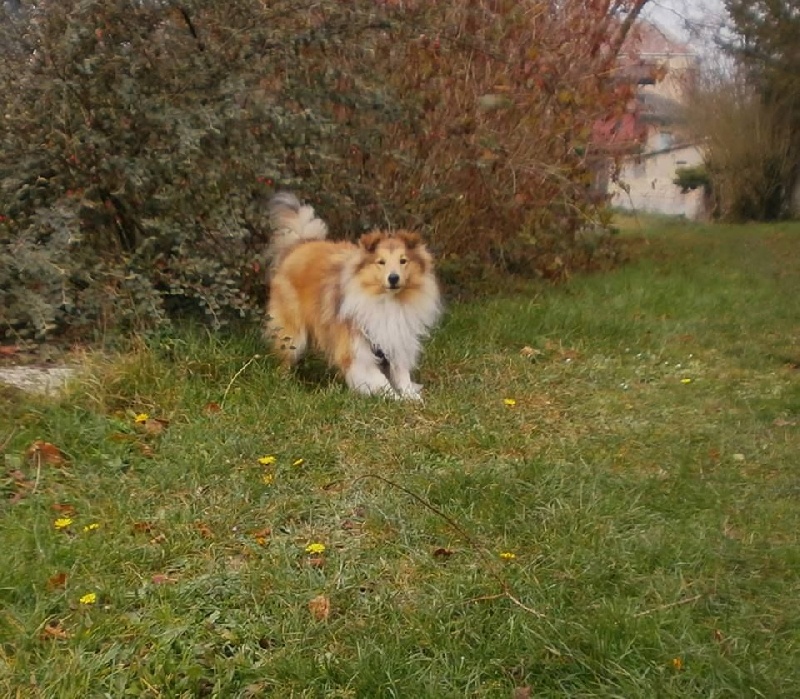 Loki Dame Vanoise Peint La Boheme