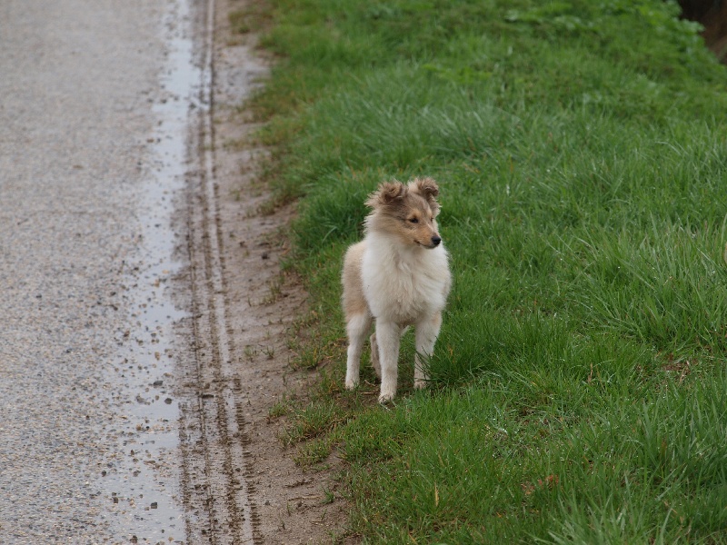 CH. Fleur de miel dite foxie De L'Oustaou de Sandy