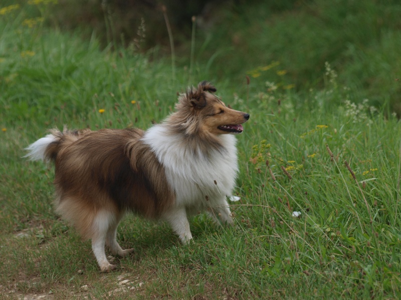 CH. Fleur de miel dite foxie De L'Oustaou de Sandy