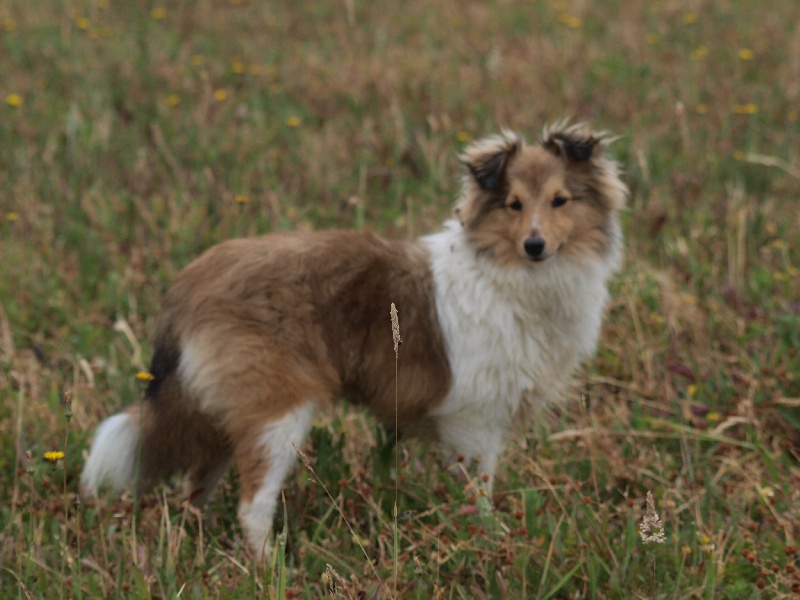 CH. Fleur de miel dite foxie De L'Oustaou de Sandy