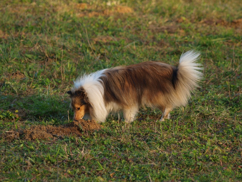 CH. Fleur de miel dite foxie De L'Oustaou de Sandy