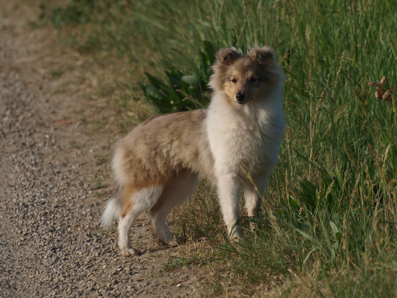 CH. Fleur de miel dite foxie De L'Oustaou de Sandy