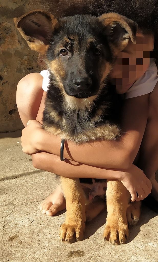 Chiot Berger Allemand Mâle Disponible En Bourgogne Franche