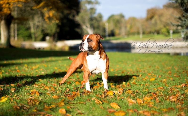 rican dog's G' red pearl