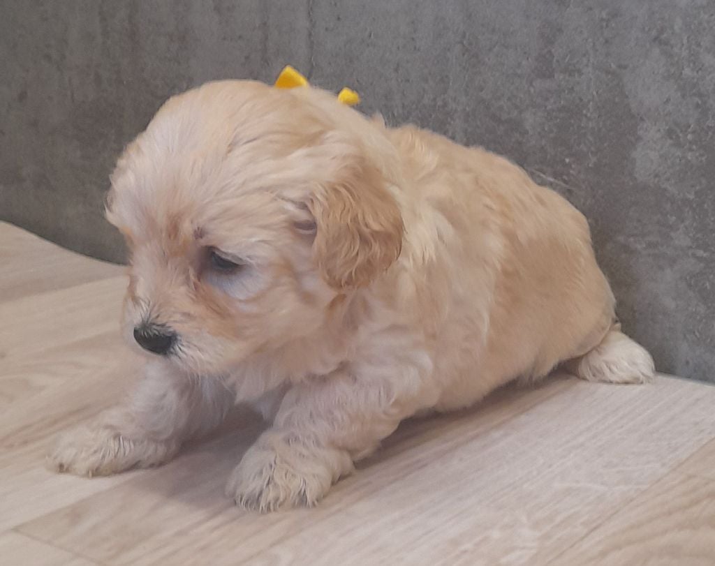 Chiot Bichon Havanais Chiot Collier Jaune Von Bereich Sandalvi