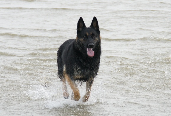 Accueil Elevage Du Chant De La Terre Eleveur De Chiens