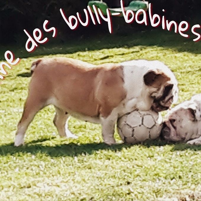 Mollie Du Domaine Des Bully Babines