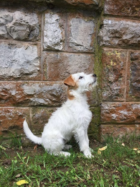 Merwyn dit taco Des Contes Du Vieux Chêne