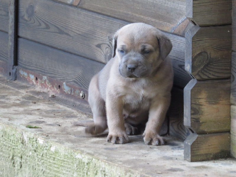 Chiot Elevage Des Veilleurs De St Michel Eleveur De Chiens Cane Corso