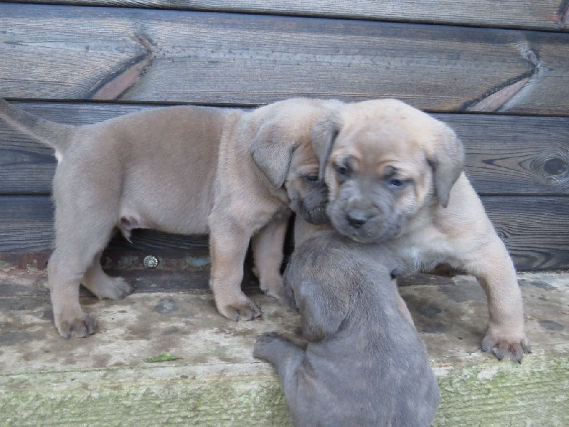 Chiot Elevage Des Veilleurs De St Michel Eleveur De Chiens Cane Corso