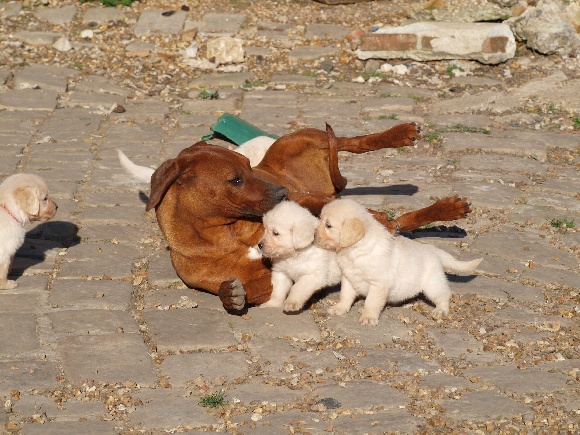 élevage de golden retriever yvelines - chiots golden retriever disponibles