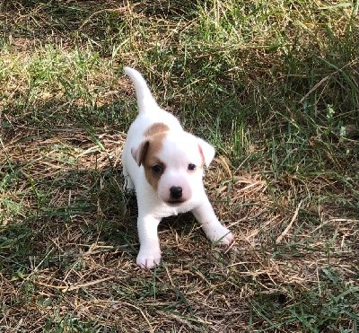 Acheter Un Chiot De Race Jack Russell Terrier En Tous Departements France Toutes Les Portees Les Chiots De Race Les Eleveurs Et Chiens De Race Sont Sur Chiens De France Com