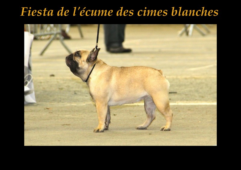 Fiesta de l'écume des cimes blanches