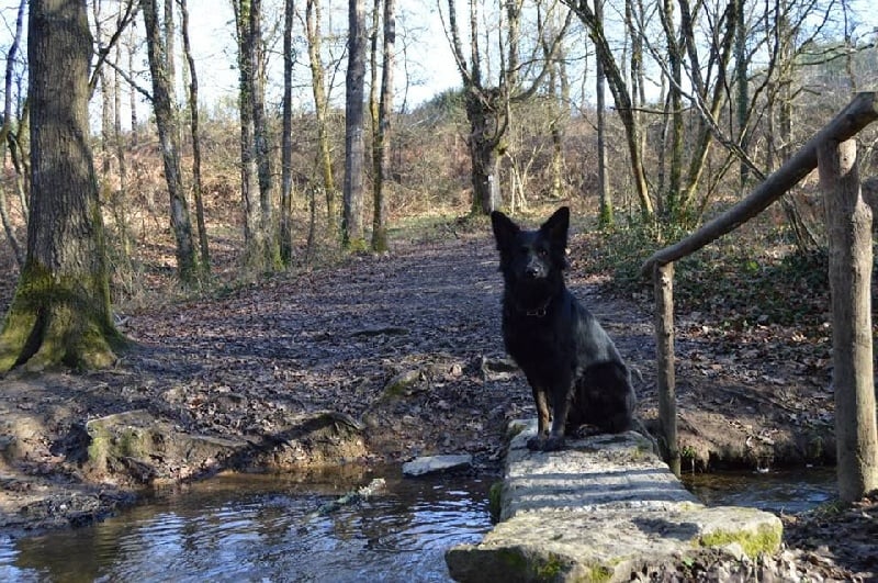 Haïka Des Crocs De Montmirail