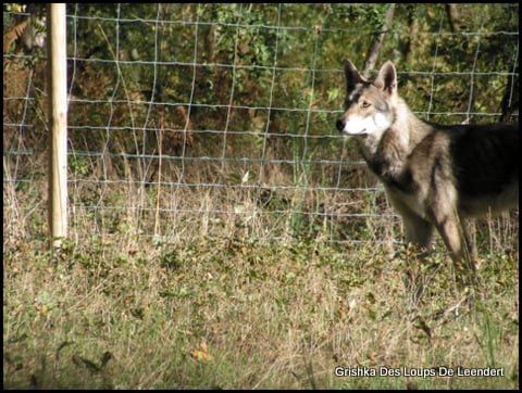 Grishka Des Loups De Leendert