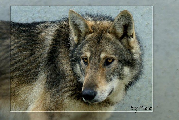 Accueil Des Loups De Leendert Eleveur De Chiens Chien