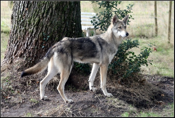 Accueil Des Loups De Leendert Eleveur De Chiens Chien