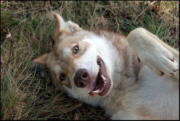 Accueil Des Loups De Leendert Eleveur De Chiens Chien