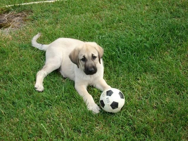 Photo Elevage The Legend Of Kangal Eleveur De Chiens Berger D Anatolie