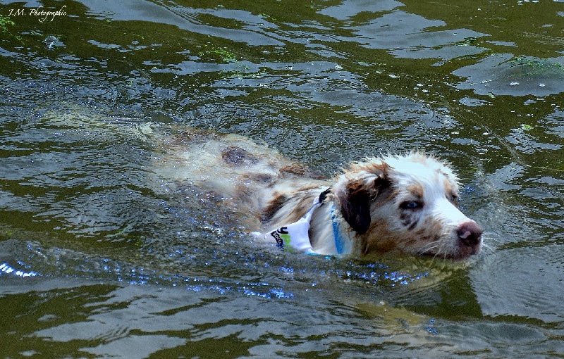 Indian kyro De La Belle Oasis