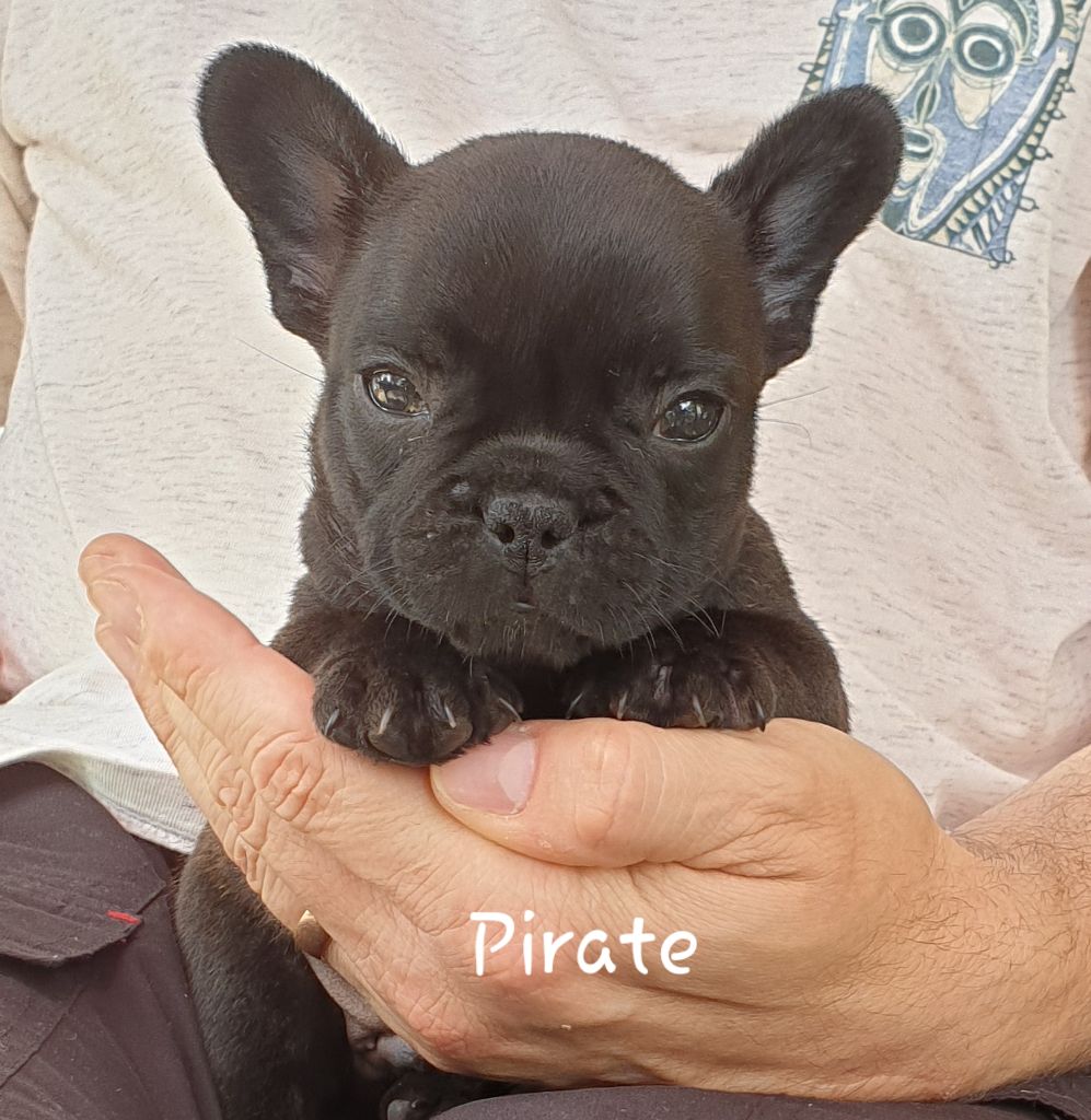 Chiot Elevage De La Parenthese Enchantee Eleveur De Chiens Bouledogue Francais