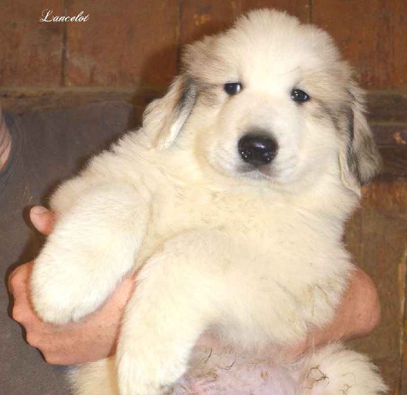 Chiot Elevage De Lange Des Vosges Du Nord Eleveur De